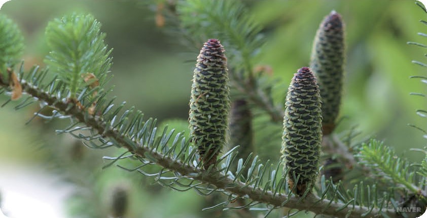 ���콺�� Ŭ���Ͻø� �����̹����� ���Ǽ� �ֽ��ϴ�.