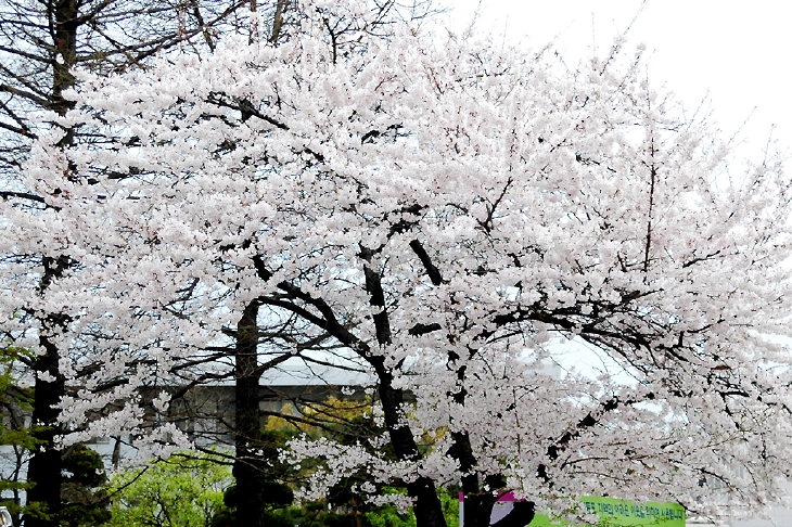 ���콺�� Ŭ���Ͻø� �����̹����� ���Ǽ� �ֽ��ϴ�.